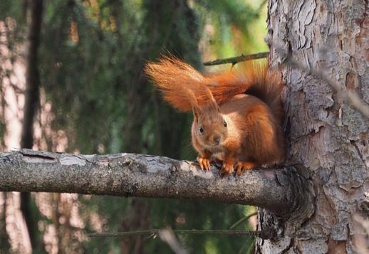 Squirrels on tour