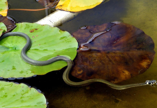 A swimming snake