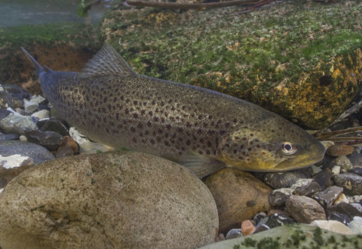 The River Trout