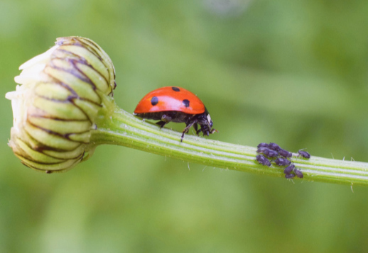 Ladybird against aphids