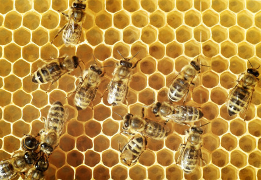 Bees: God's tiny miracles!